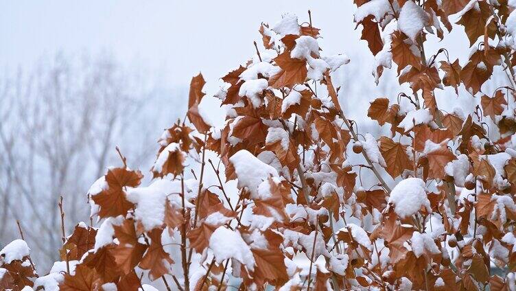 下雪天的树枝