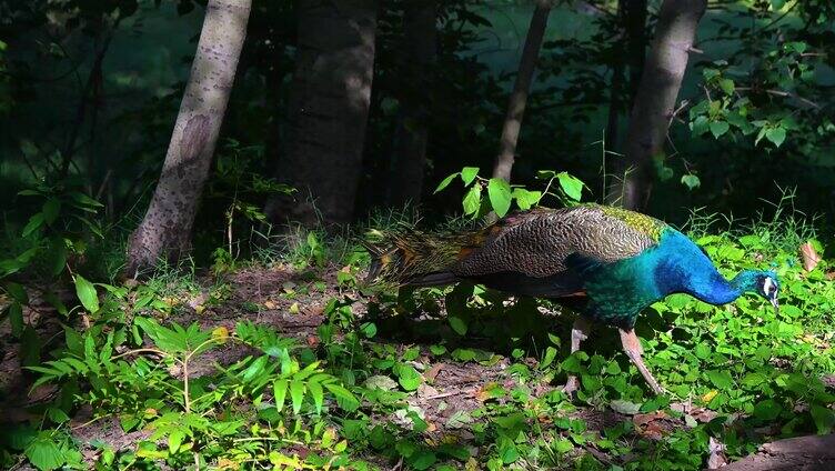 森林里阳光下一只觅食的蓝孔雀
