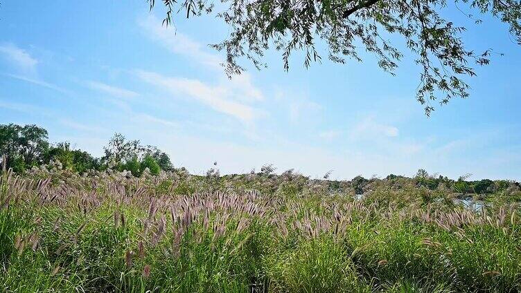 蓝天白云青草地