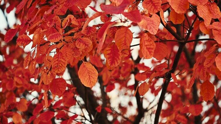 秋天树上的红叶