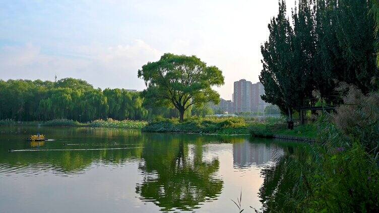 夏季公园湖面与柳树风光