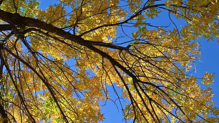 秋天阳光照射树上的黄叶