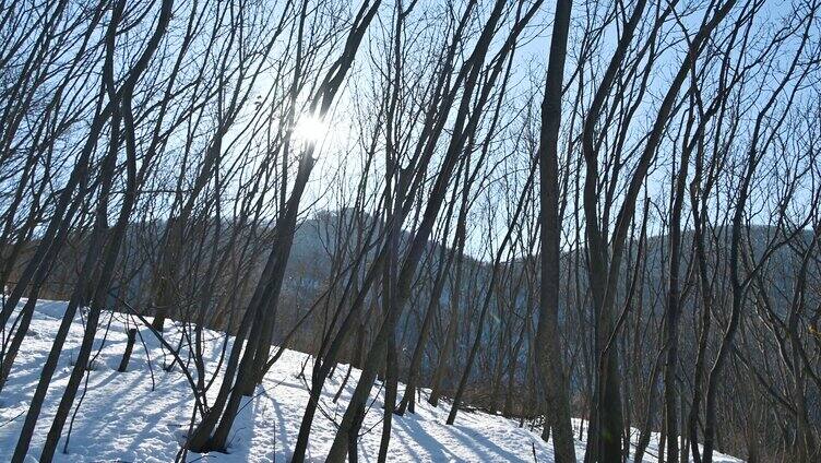 阳光下雪地的森林
