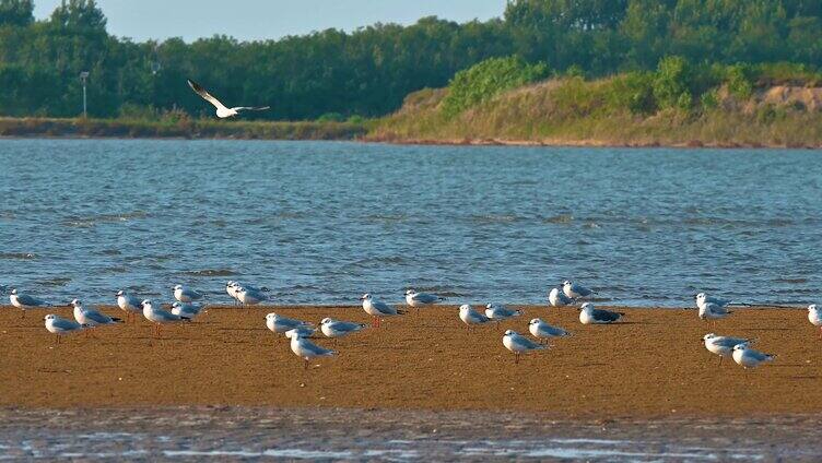 海边沙滩日落海鸥