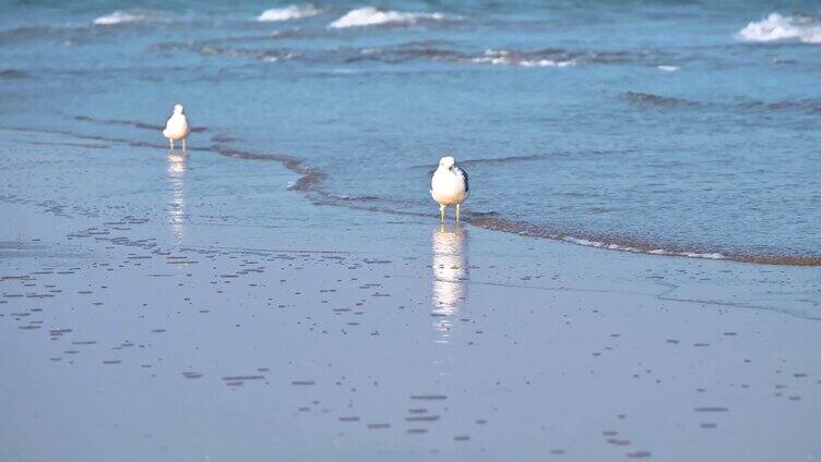 海边沙滩上栖息的海鸥