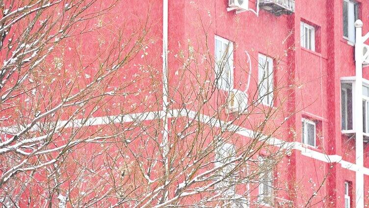 下雪天的树木和居民楼