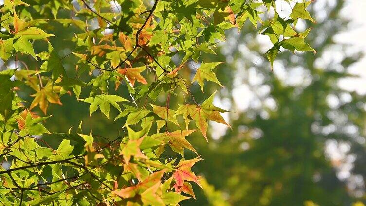 阳光下的树叶