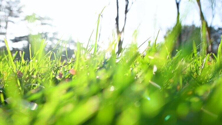 午后阳光下的绿色草地与落叶