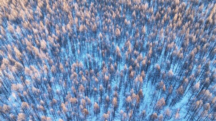鸟瞰蓝色雪原森林红树梢