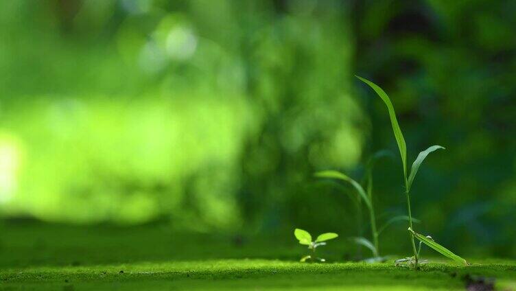 夏天树荫下的绿色苔藓小草光影空镜