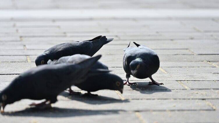 广场上觅食的鸽子鸟