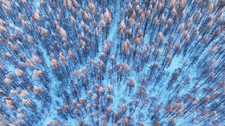 鸟瞰蓝色雪原森林红树梢