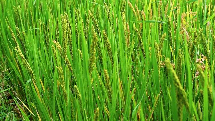 灌浆生长的绿色水稻