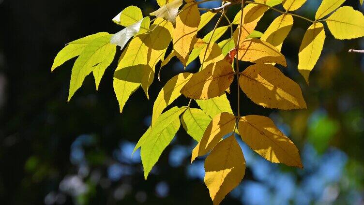 秋天阳光照射树上的黄叶