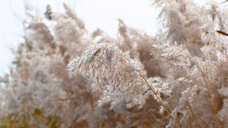 随风飘扬的芦苇