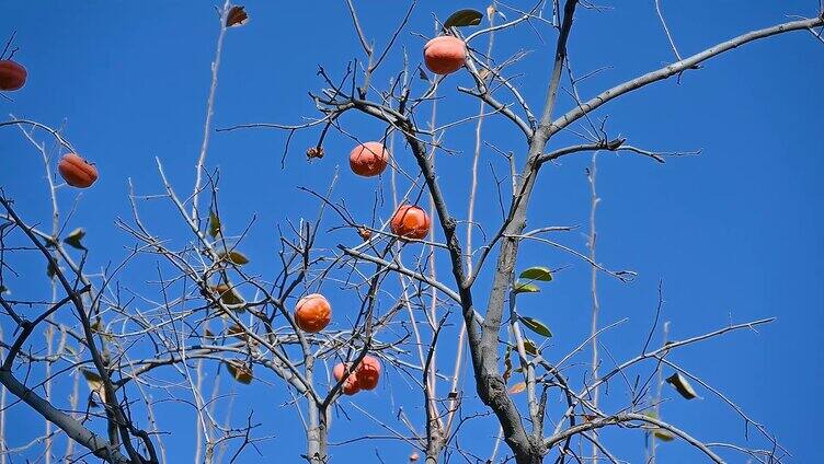 秋天柿子树成熟的柿子