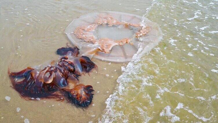 海边沙滩上搁浅的海蜇水母