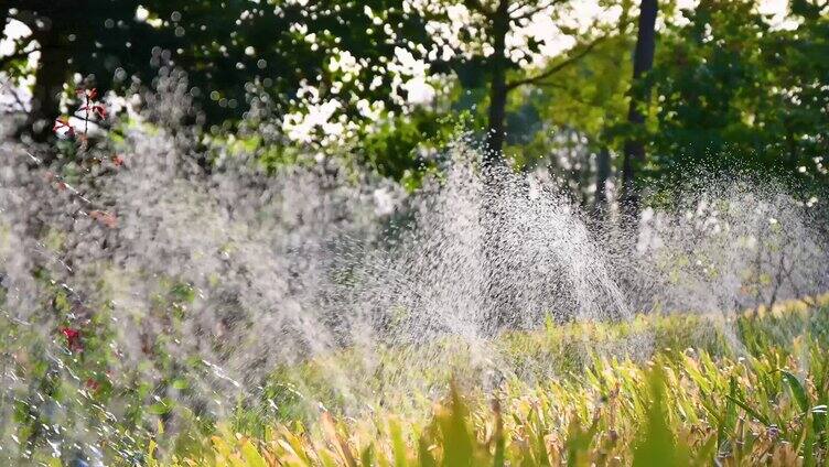阳光下的灌溉水喷灌