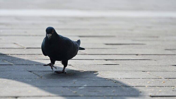 广场上觅食的鸽子鸟