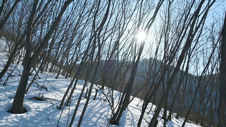 阳光下雪地的森林