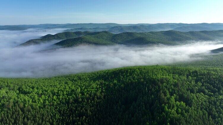 航拍绿色林海晨雾