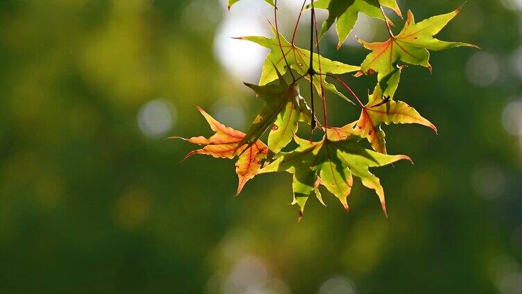 阳光下的树叶