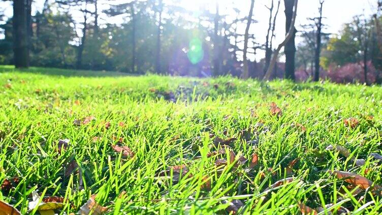 午后阳光下的绿色草地与落叶