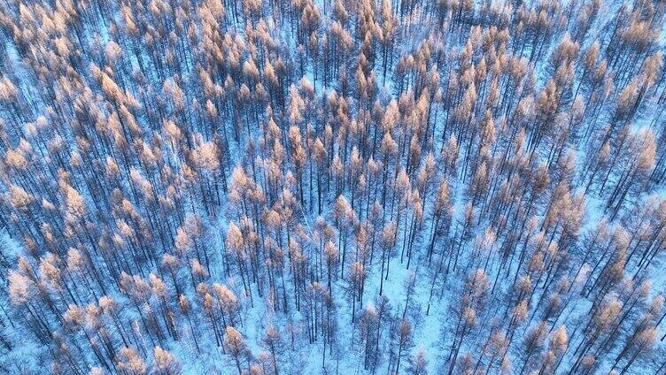 鸟瞰蓝色雪原森林红树梢