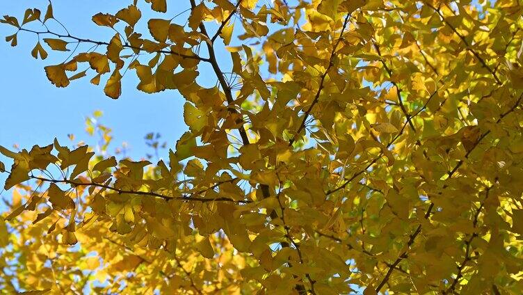 秋天阳光下的黄色银杏树叶