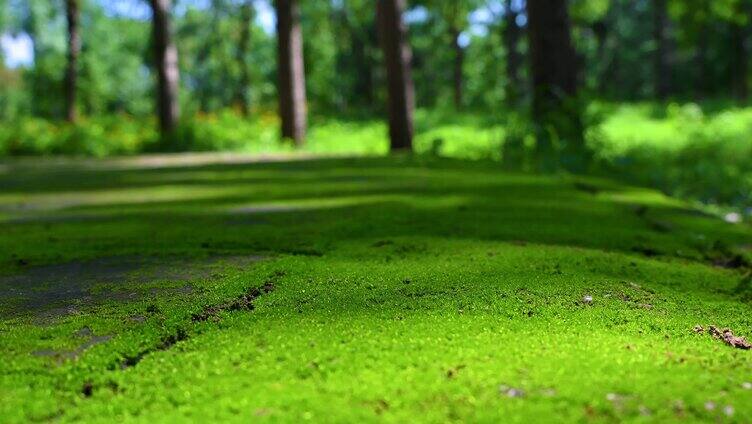 夏天地上绿色苔藓与树荫光影空镜