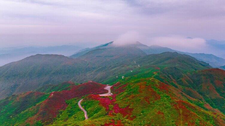 4k浏阳大围山杜鹃花海延时