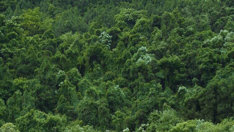 四川丘陵山林起风树叶摇摆