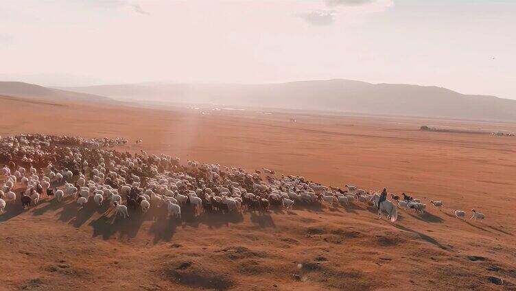 航拍秋季内蒙古大草原放牧羊群骑马的牧民