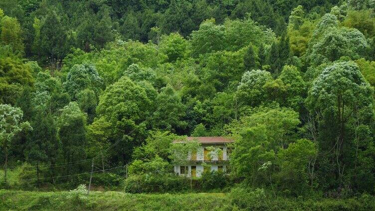 四川乡村田园风景树林深处老房子