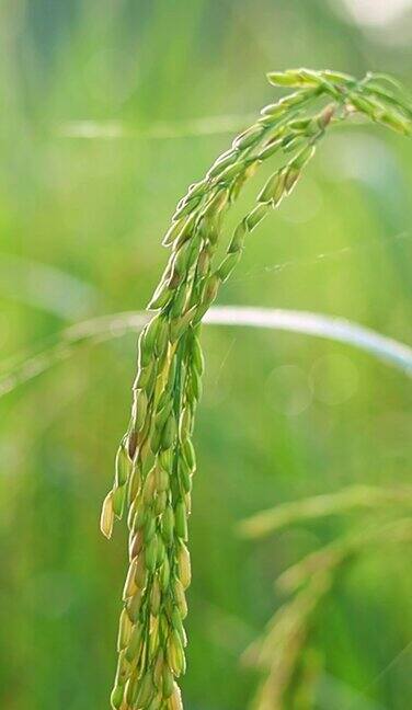 丰收稻谷水稻