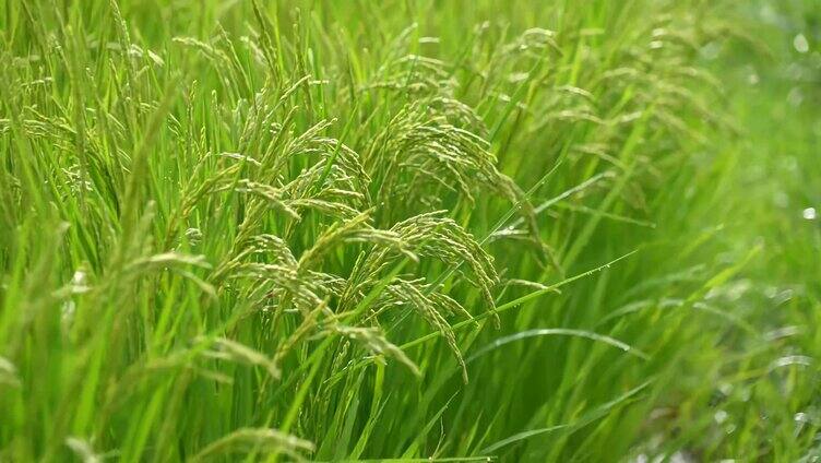 微风拂过绿色稻田水稻稻穗随风摇曳