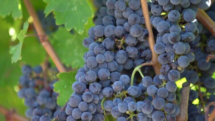 航拍葡萄园葡萄酒酿造采摘葡萄