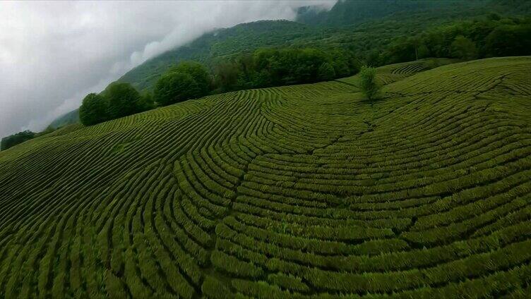 FPV航拍茶山茶园茶叶种植基地