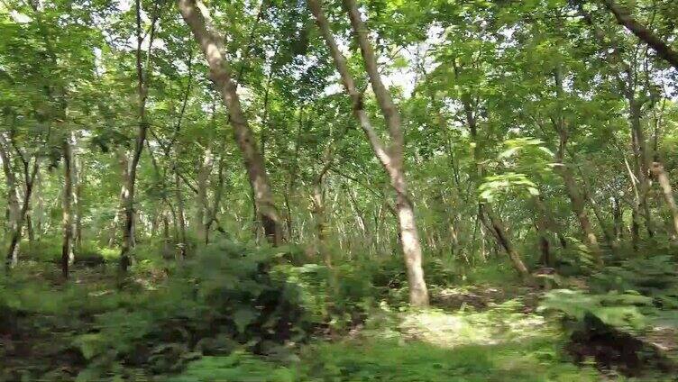 海南橡胶树橡胶林视频 