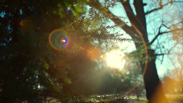 阳光穿过树林阳光穿过树叶光晕光环太阳光