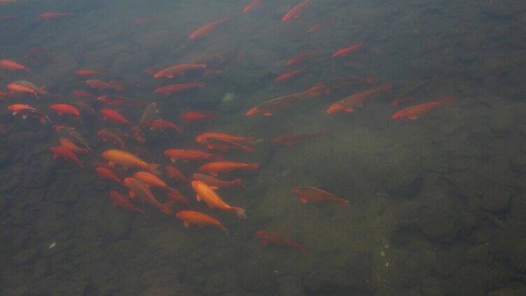 鱼群在溪流中游