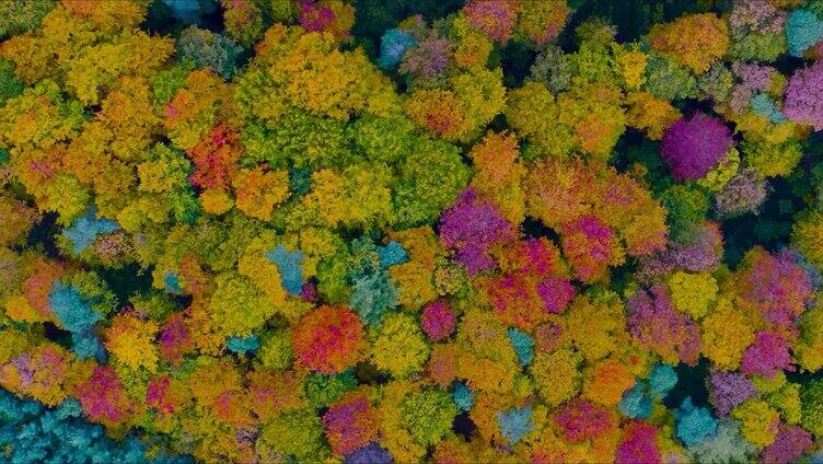 航拍秋季森林色彩斑斓原始森林秋天秋色深秋