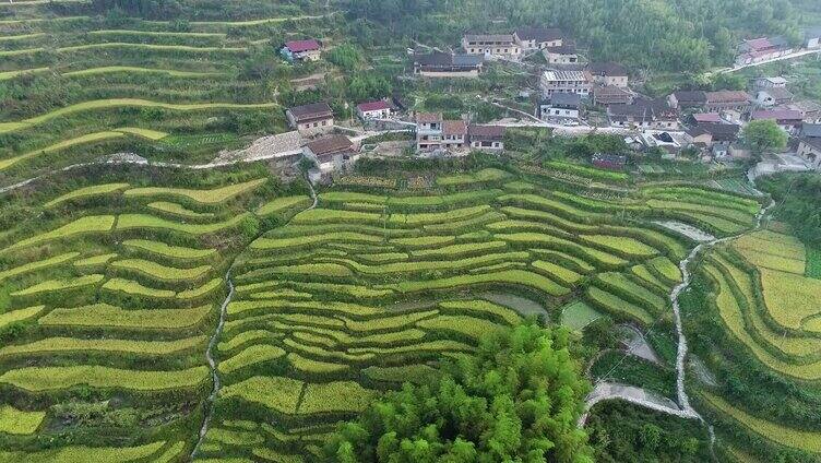 高山中梯田层层叠叠