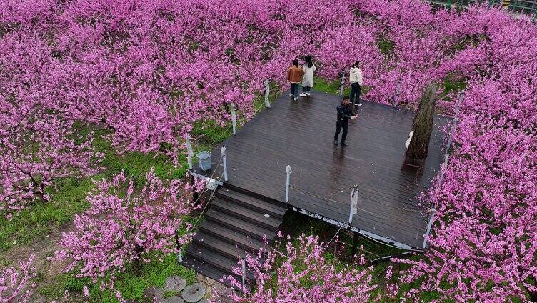 三月桃花林成片开放十分壮观