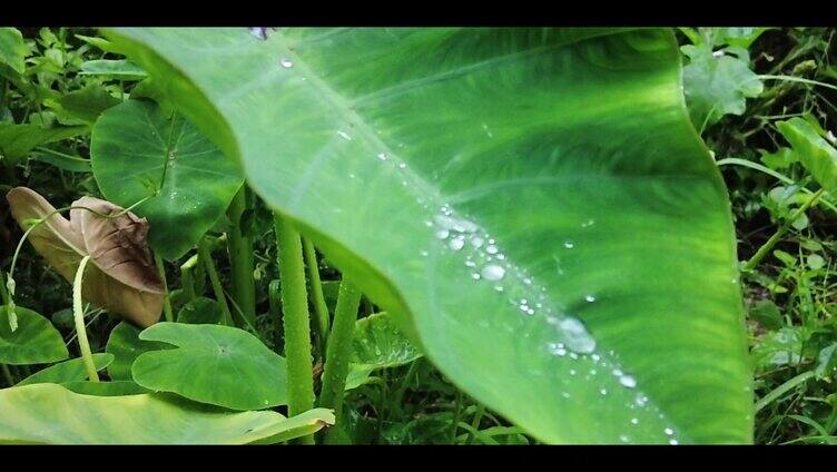下雨雨水滴在植物上