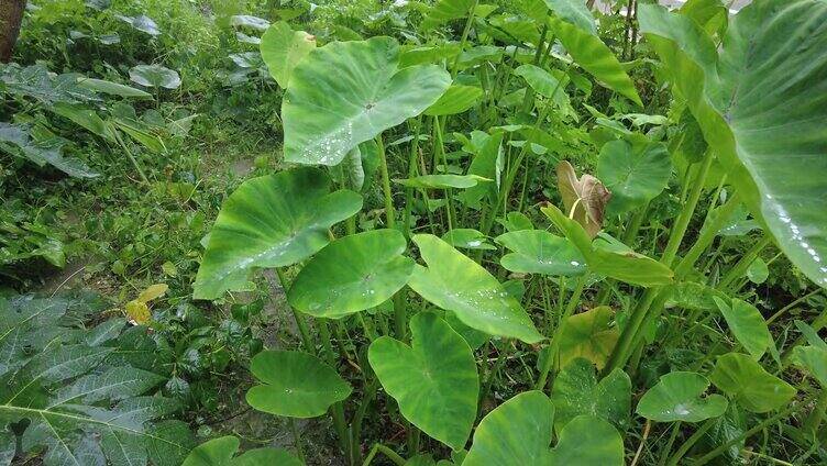 下雨雨水滴在植物上