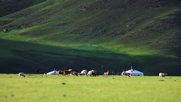 草原牛羊群蒙古包日出日落草原风情景观景色