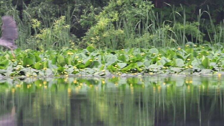 湖面上的白鹭灰鹭 