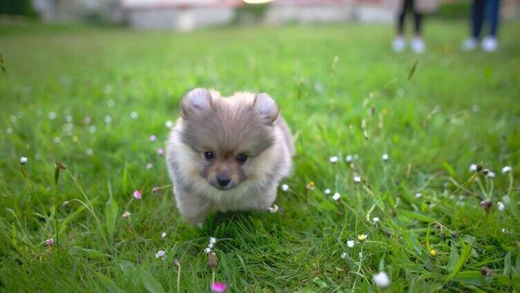可爱小狗在草坪上奔跑玩耍宠物遛狗
