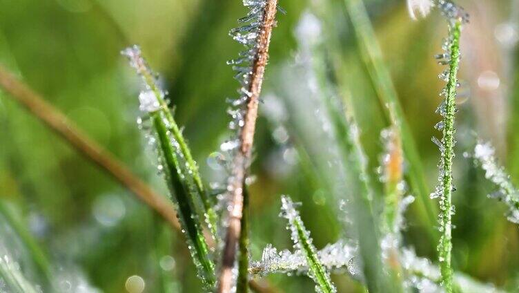 深秋清晨霜冻冰霜融化霜降草地上的霜融化